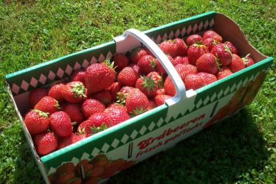 frische erdbeeren